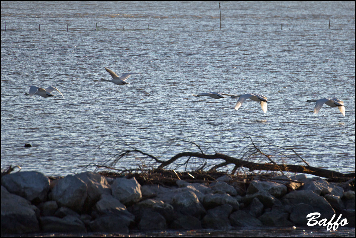 Volo di Cigni